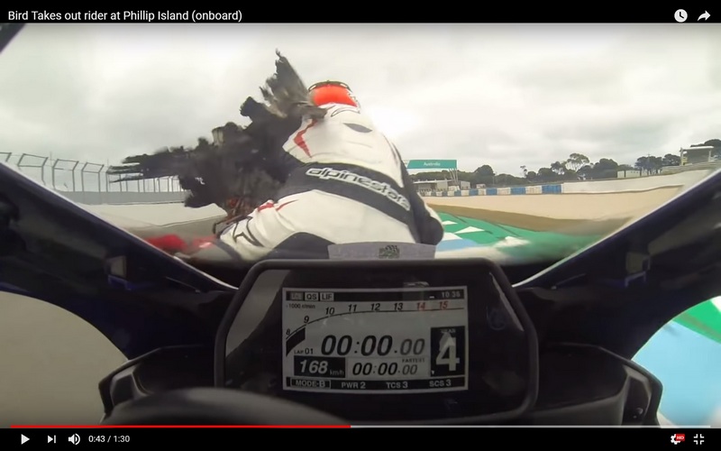 Πτηνό "καθαρίζει" δύο μοτοσυκλέτες στο Phillip Island