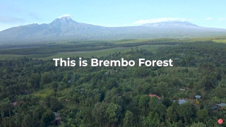 Brembo - Φύτεψε ένα δάσος 14.000 δέντρων