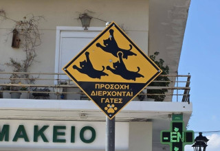 Στην Σαλαμίνα έβαλαν πινακίδες για να προσέχουν οι οδηγοί τις γάτες